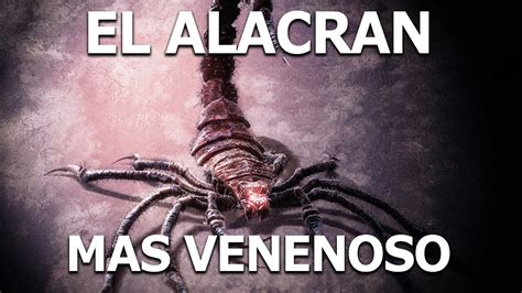 La Leyenda De El Alacran De Durango Veneno Mortal Youtube