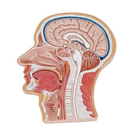 human head neck scientific instruments
