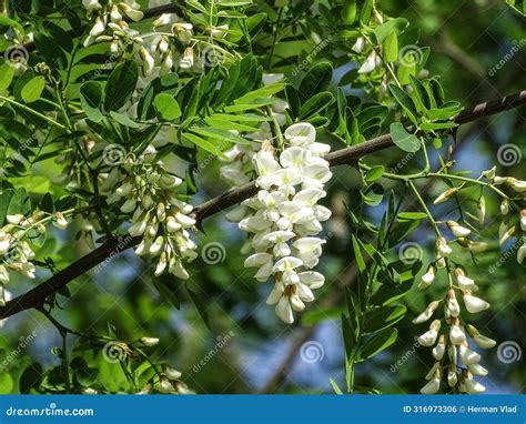 Black Locust Tree In Bloom Robinia Pseudoacacia Stock Photo Image Of