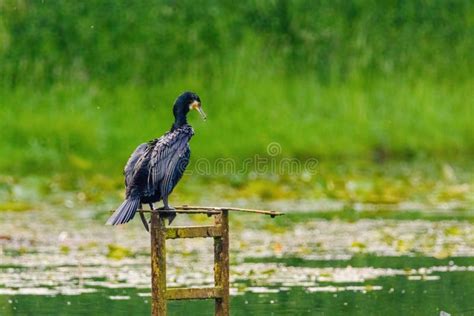 The Great Cormorant Phalacrocorax Carbo Known As The Great Black