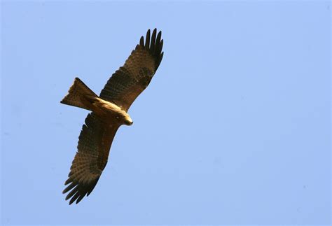 España firma compromiso para conservar aves migratorias - EFEverde