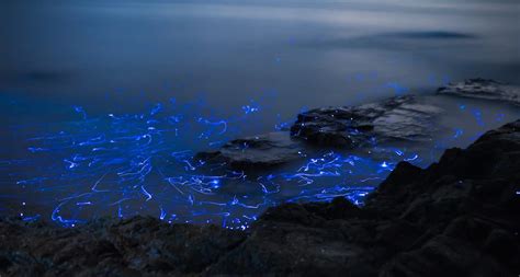 bioluminescence | Colossal