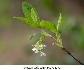 Oso Berry Aka Indian Plum Oemleria Stock Photo Shutterstock