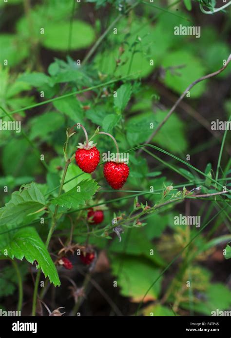 Strawberry Bush Fotos Und Bildmaterial In Hoher Auflösung Alamy