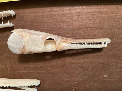 One 1 Alligator GAR FISH Skull/teeth Natural Bones/science Weird ...