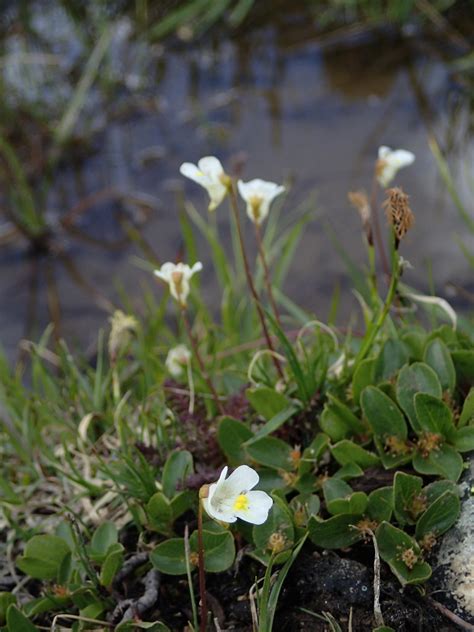 Pinguicula Alpina Alpen Fettkraut Beleg Ngidn Flickr