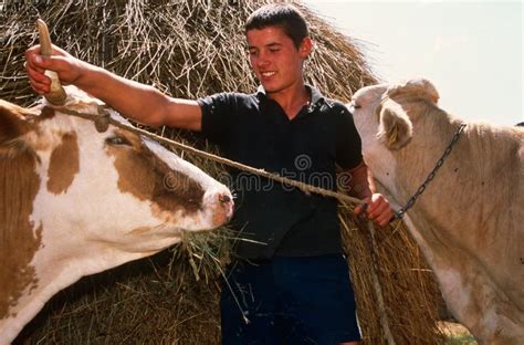 Livestock Farming in South Africa. Editorial Stock Photo - Image of ...