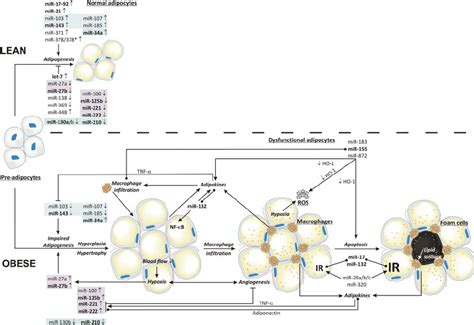 MiRs Regulate Adipocyte Differentiation Oxidative Stress