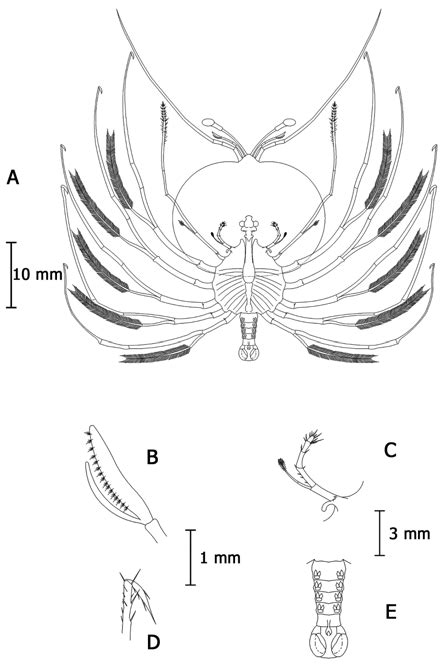 A Vista Ventral De Phyllosoma Xii O Xiii De Jasus Frontalis B