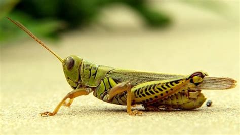 27 Interesting Facts About Crickets