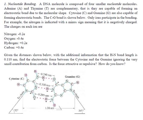 Nucleotide Bonding. A DNA molecule is composed of | Chegg.com