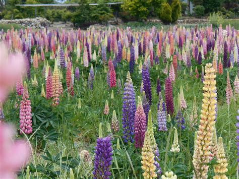 Flower Seeds Lupine Mix | Etsy