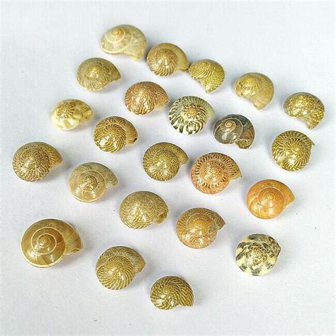 74cts23 Pieces Natural Freshwater Small Sea Shell Lot For Aquarium