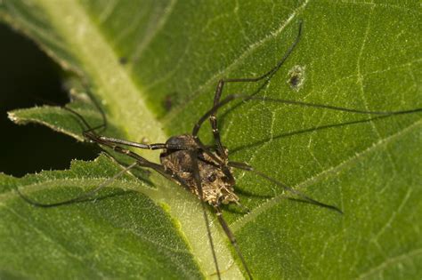 DSC5014 Brown Daddy Long Legs Tony Spane Flickr