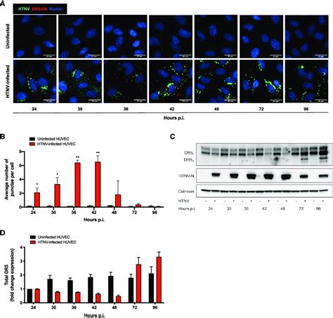 Dr5 Downregulation In Htnv Infected Cells Occurs By Direct