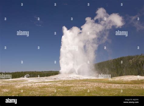 Wyoming Usa Old Faithful Geyser In Yellowstone National Park