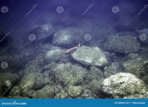 Rochas Submarinas E Sedimentos Marinhos Imagem De Stock Imagem De