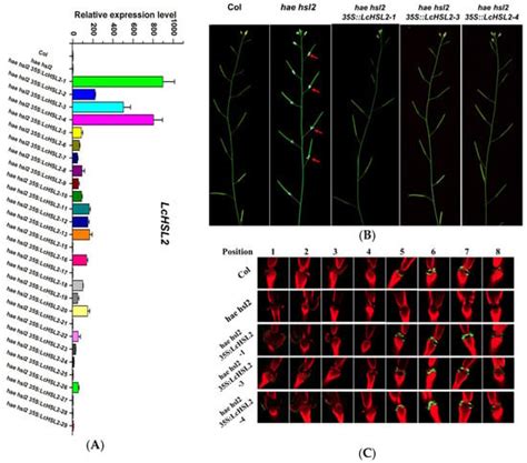 Ijms Free Full Text Identification And Characterization Of Haesa