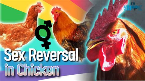 Sex Reversal In Chicken Pashudhan Praharee