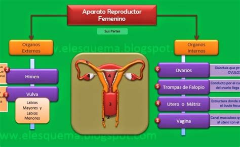 Sistema Reproductor Femenino Explicacion Mapa Conceptual Theme Loader