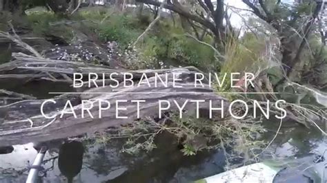 Brisbane River Carpet Snakes Underwater Footage Hd Youtube