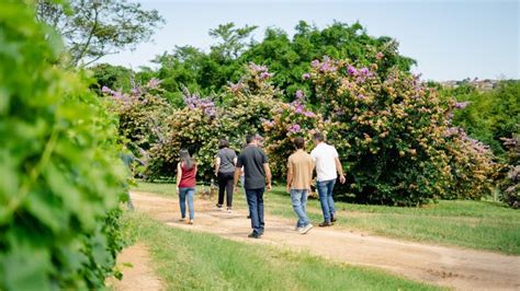 O Que Fazer Em Esp Rito Santo Do Pinhal A Terra Do Caf E Do Vinho