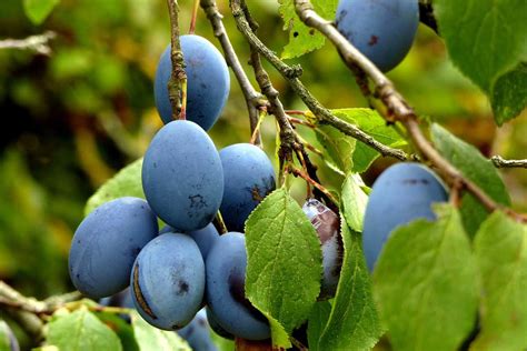 Comment Sappellent Les Grosses Prunes Jaunes Planetefemmes