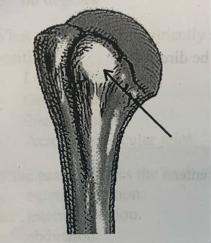 Kates Bony Thorax Test 1 Flashcards Quizlet