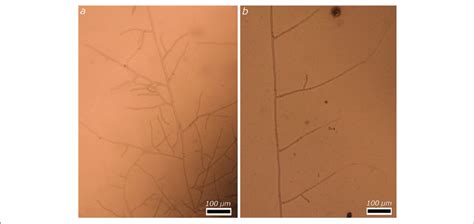 Illustrative Example Of The Growth Of R Solani In The Inlet Section