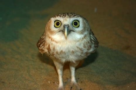 Owls with Funny Expressions on their Faces | Dangerous Minds