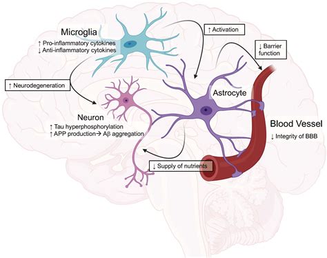 Frontiers The Important Interface Between Apolipoprotein E And