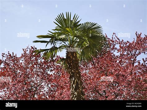 View of Porec. Croatia Stock Photo - Alamy