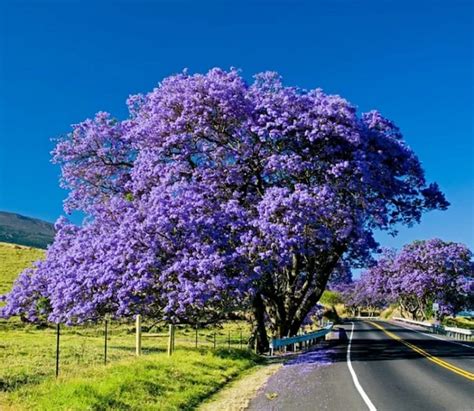 Jacaranda Mimosifolia Tree Seeds Blue jacaranda Tree Seed | Etsy