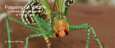 Cuban Tody Focusing On Wildlife