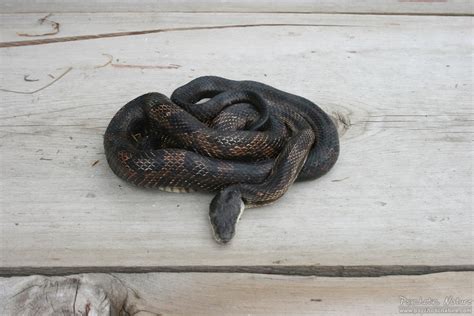 Black Rat Snake Pantherophis Obsoletus Psychotic Nature