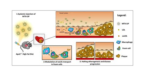 Modulating Lipoprotein Transcellular Transport And Atherosclerotic