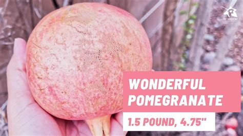 Backyard Wonderful Pomegranate Harvest With Fruit Measurements Ray