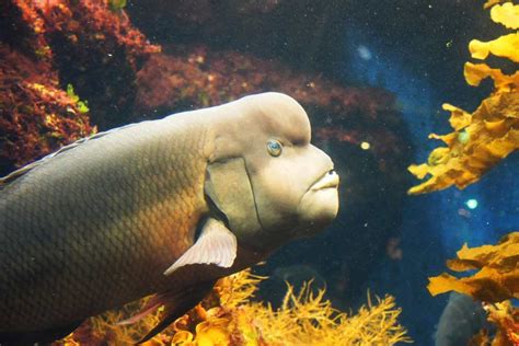 (Kobudai) Asian Sheepshead Wrasse Facts: They Change Gender from ...