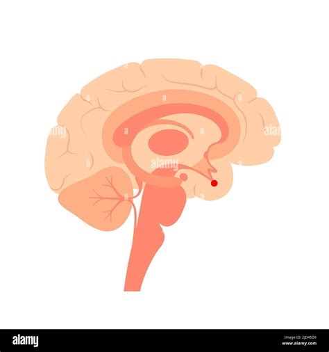 Pituitary Gland Illustration Stock Photo Alamy