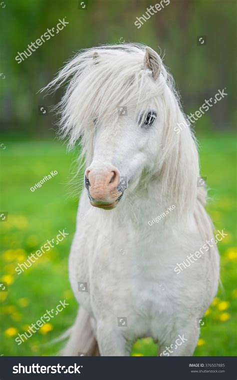 56,086 White ponies Stock Photos, Images & Photography | Shutterstock