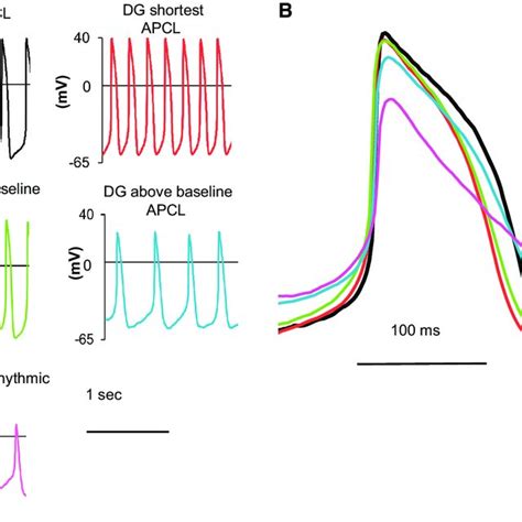 Time Dependent Effect Of Dg On Spontaneous Action Potential Cycle