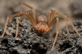 How to Identify a Recluse Spiders Habitat : - Spiders Perfect Guide