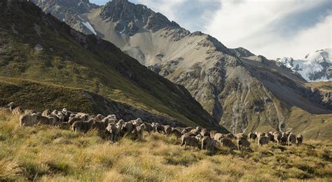 Mackenzie Country Private Tours Lake Tekapo Adventure Tekapo Adventures