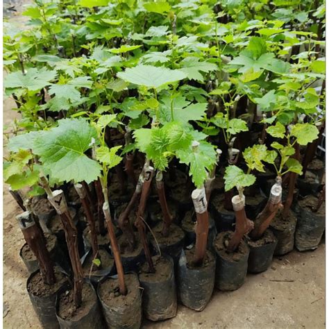 Jual Bibit Anggur Import Grafting Siap Tanam Cepat Berbuah Shopee