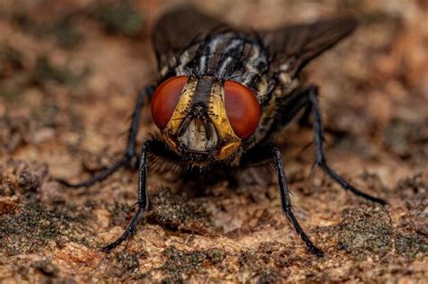 Mosca Adulta De La Carne De La Familia Sarcophagidae Foto Premium