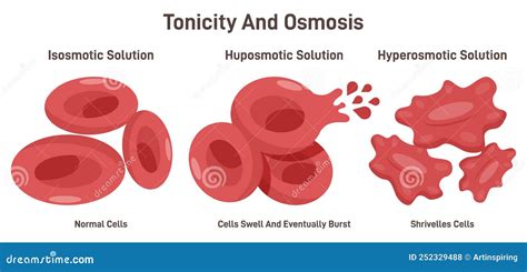 Tonicity As Osmosis Of The Blood Cells Hypertonic Isotonic Hypotonic