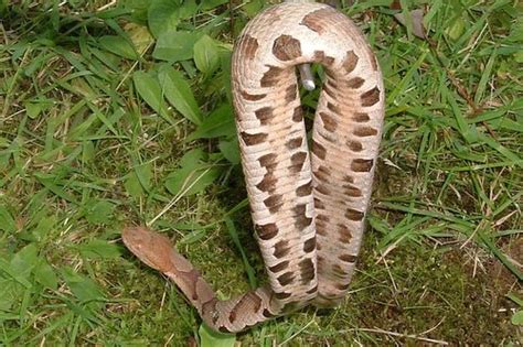 Pa Herp Identification Northern Copperhead