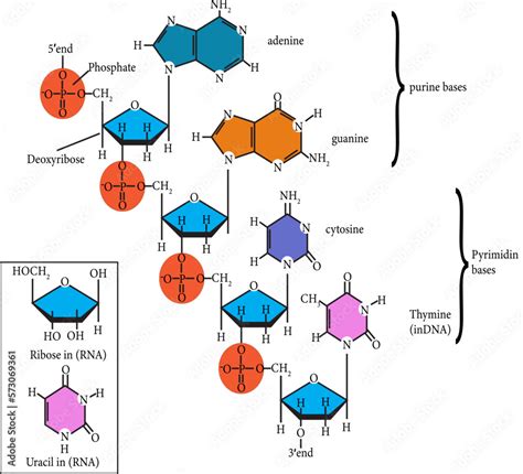 polynucleotide chain of deoxyribonucleic acid (DNA),vector image Stock ...