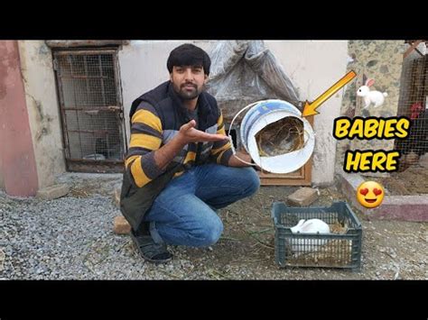 Rabbits Kay Bachy Ah Gay Ye Msla To Hal Hwa YouTube