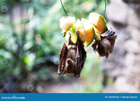 Fruit Bats Eating on Fruit at the Zoo Stock Image - Image of bats ...